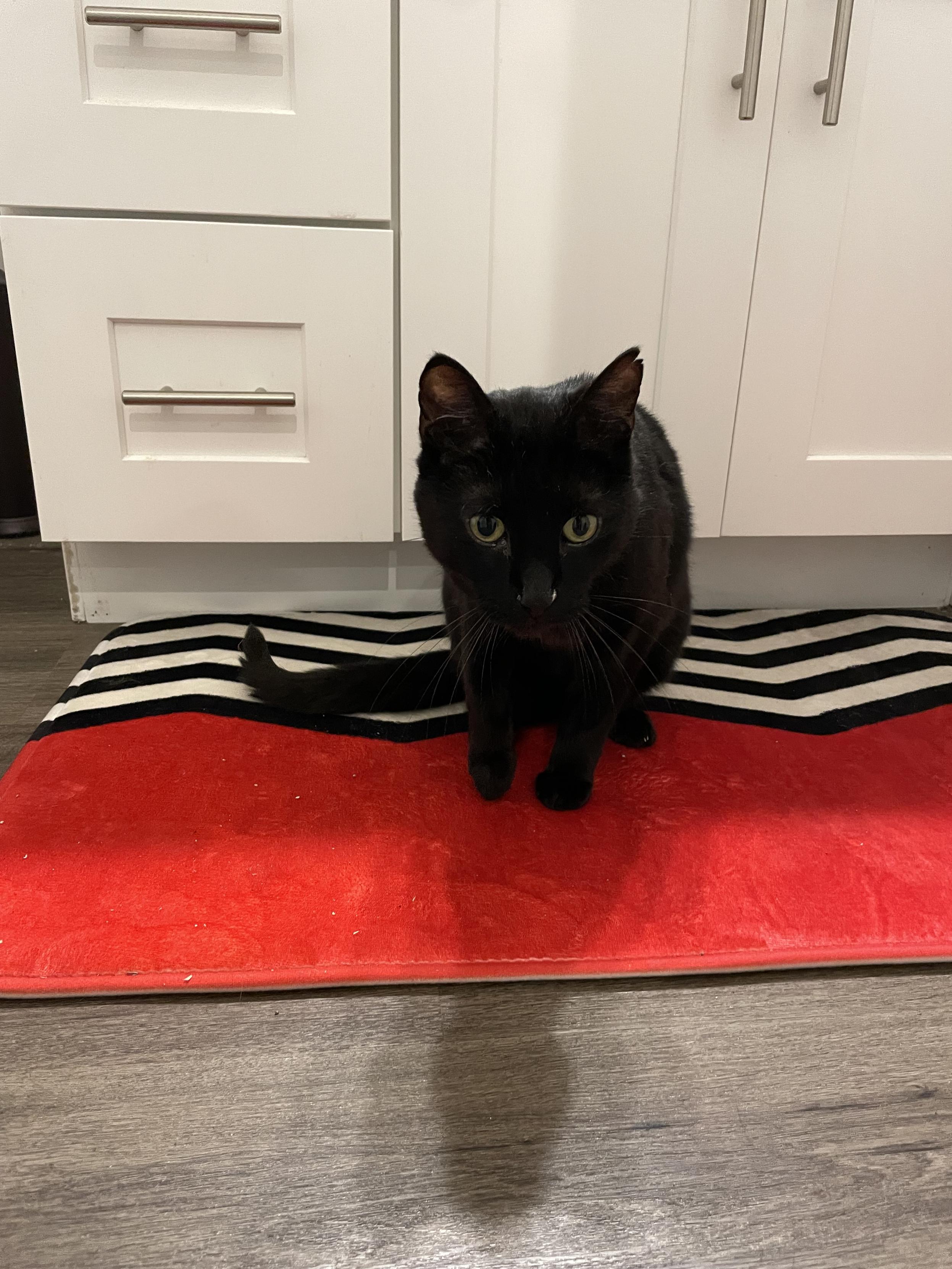 A black cat on a Twin Peaks themed red, black and white bath mat.