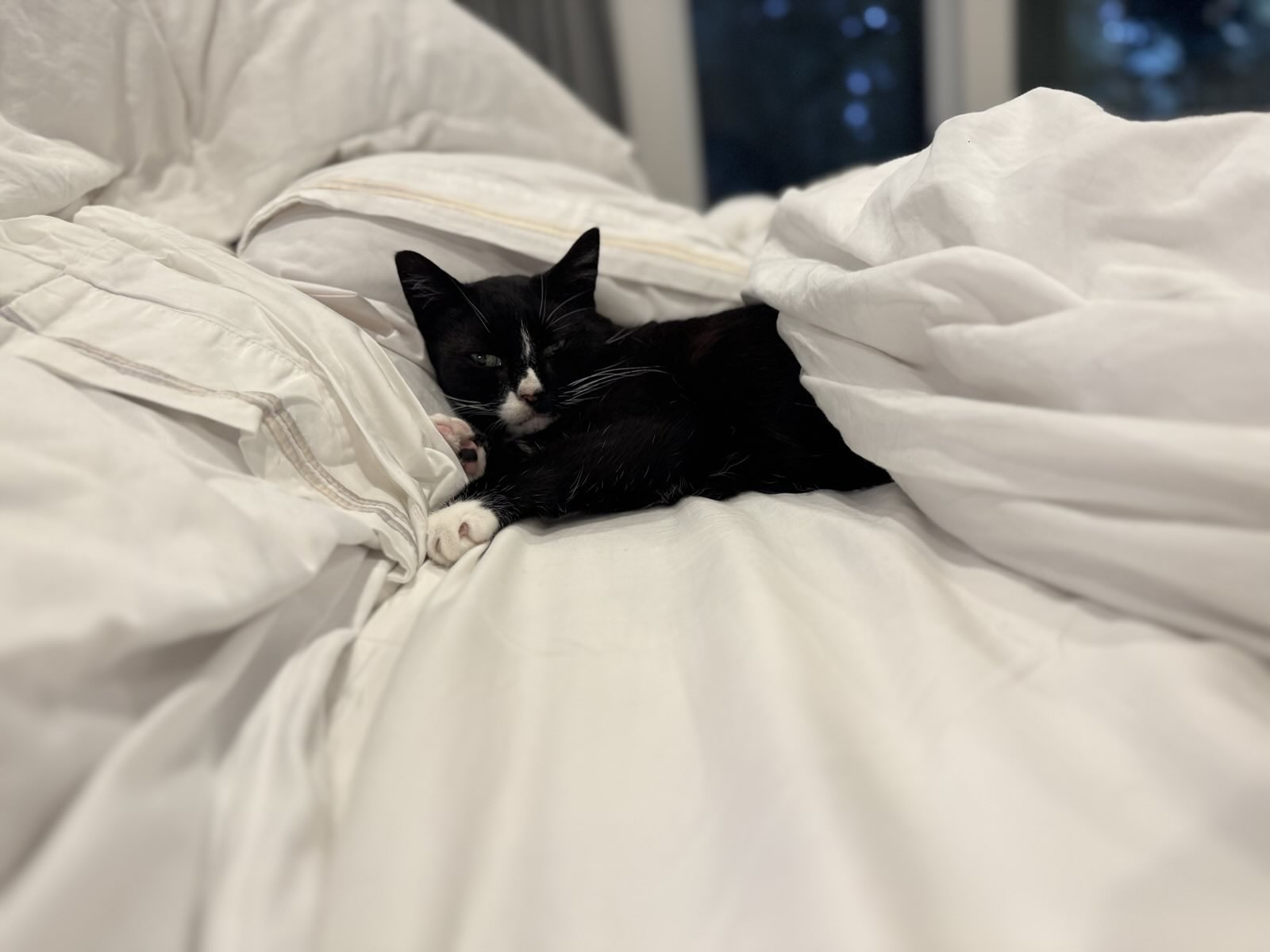 a black and white cat lounging sleepily on a large bed, wrapped in a white comforter, looking annoyed to have her nap disturbed