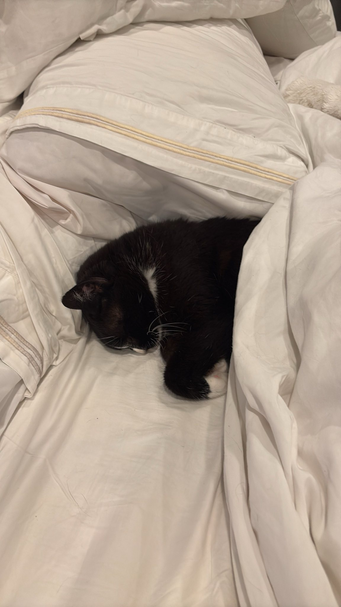 A tuxedo cat napping happily tucked into the bed, curled up under the blanket