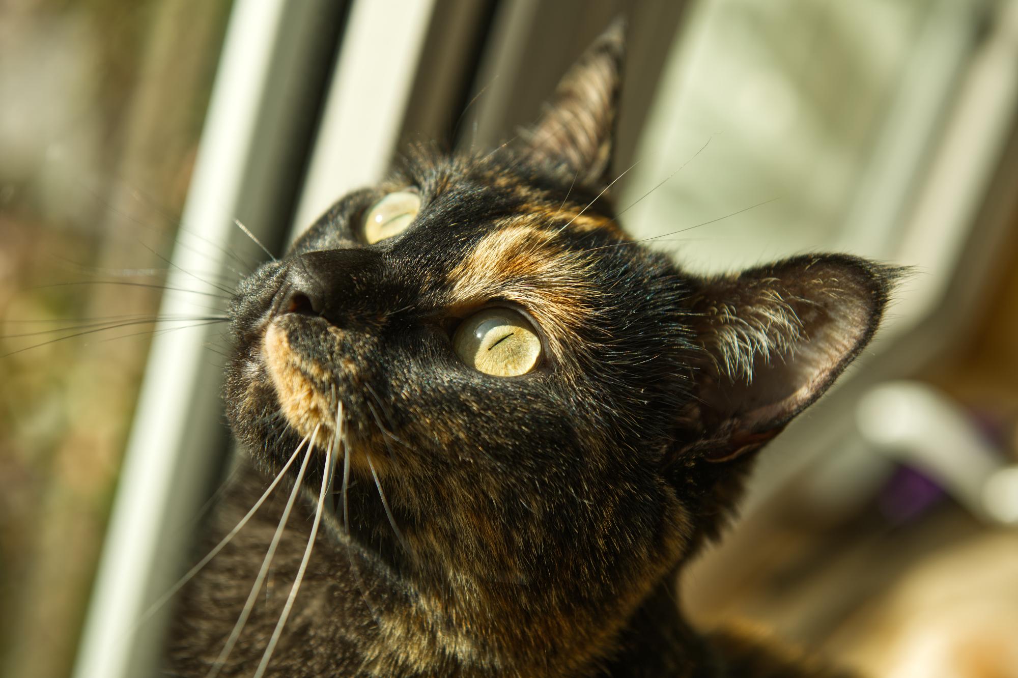 Tortie cat Willie in a sunny window looking up.