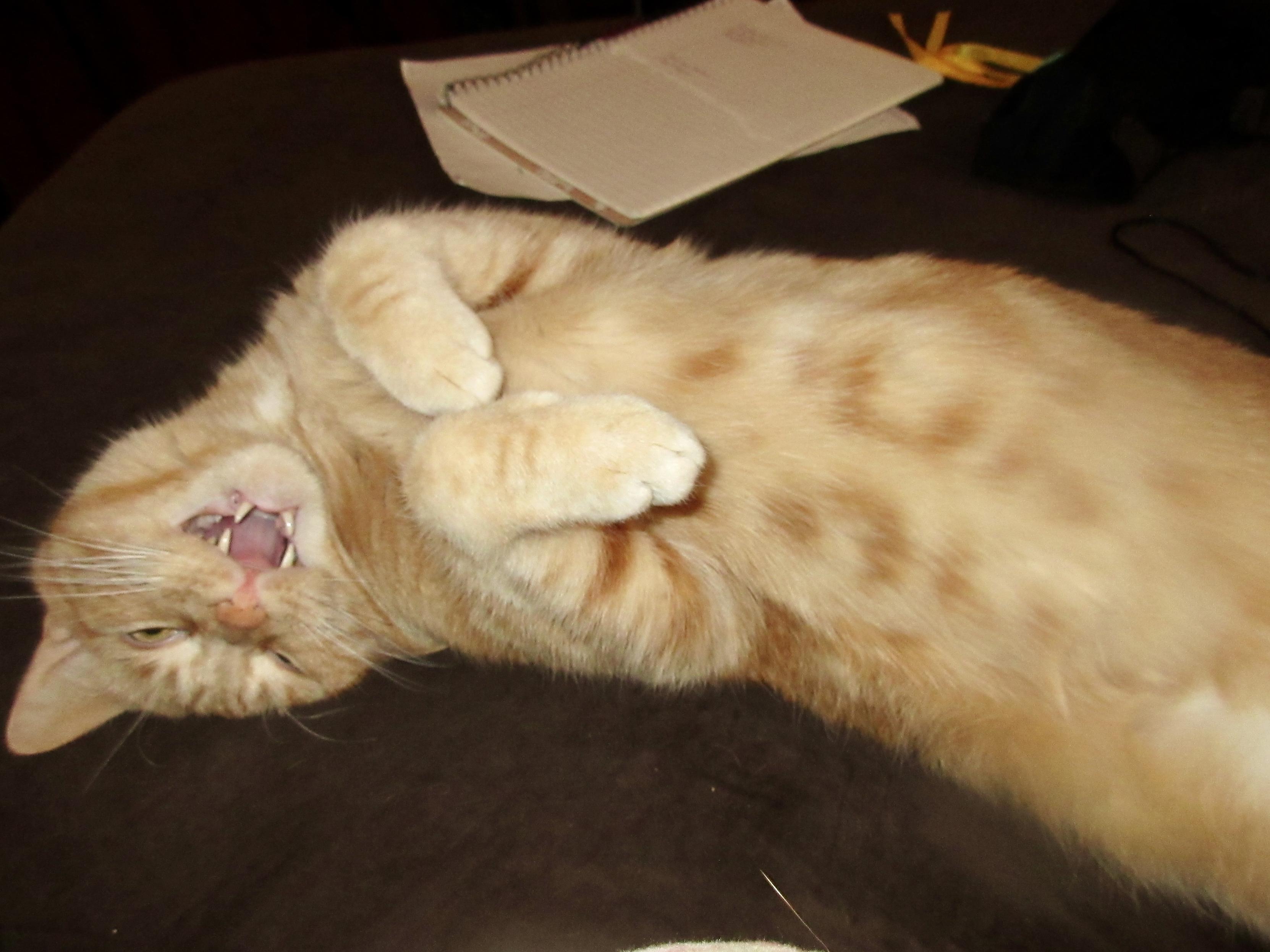 Orange shorthaired cat lying on a brown sofa. His mouth is open in a mew, and he's lying on his back with his front paws together. His head is totally upside-down.
