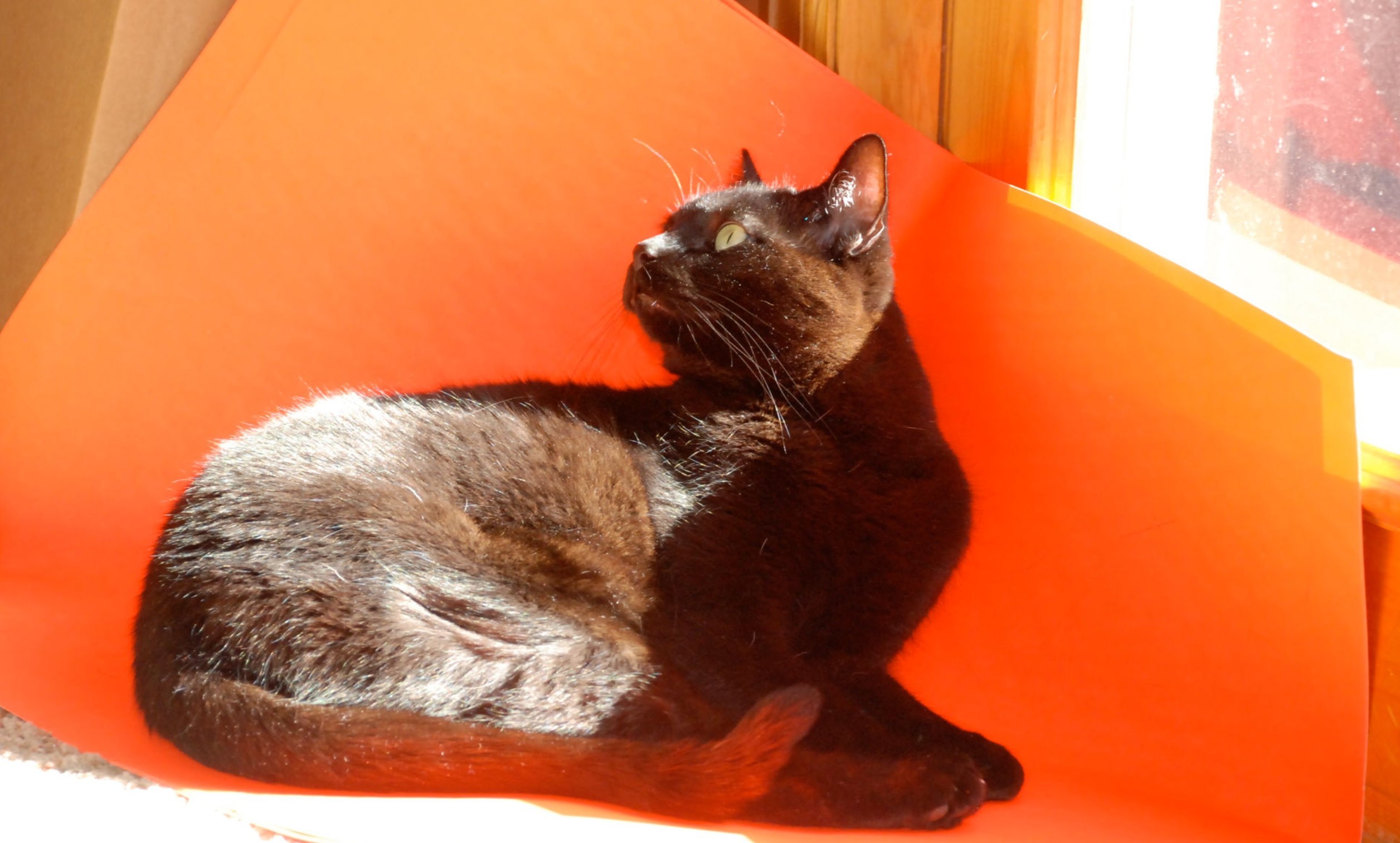 Closeup of a black cat on a big sheet of orange paper.