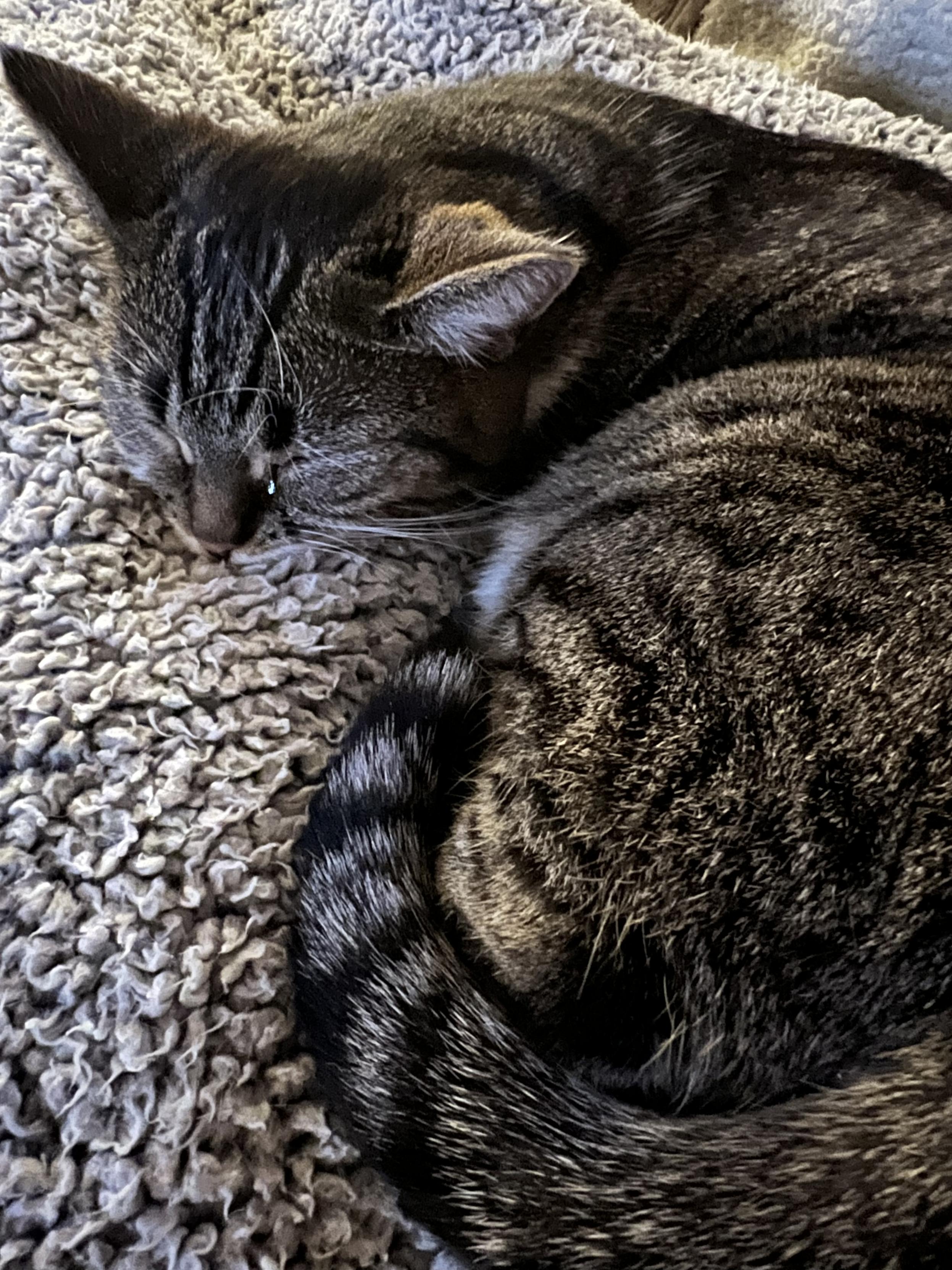 Sleeping brown & white tabby curled up on a fleece blanket on my lap