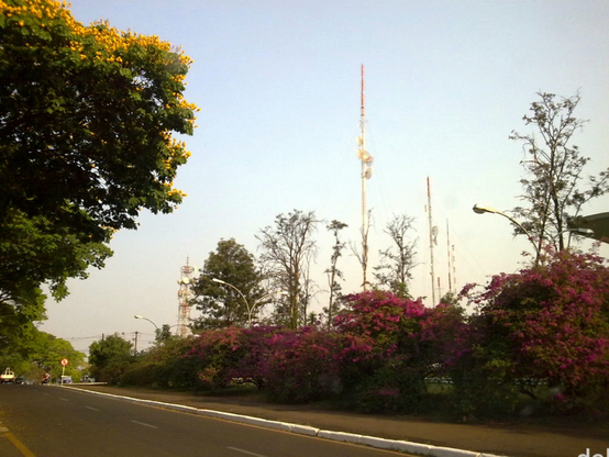 Foto diurna com uma via urbana asfaltada à direita da qual há uma série de arbustos de primavera floridos, além de algumas árvores maiores de outras espécies. Ao fundo, há altas antenas de comunicação. À esquerda, vê-se a copa de uma árvore repleta de pequenas flores amarelas. Bem mais à frente na via há uma placa de proibido estacionar. O céu, bem claro, está limpo.