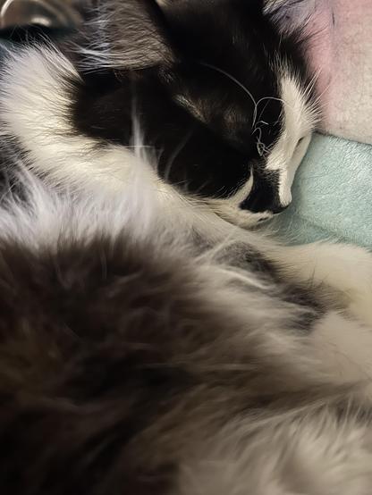 Closeup of a floofy sleeping black and white kitty. The photo is taken from the level of his side floof, which takes up the entire foreground. He is snuggled on fleece blankies.