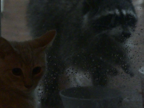 A rain splashed sliding door, in the lower left a kitten looks to me for reassurance, on the other side of the door a raccoon comically eats her food, unused to this close scrutiny