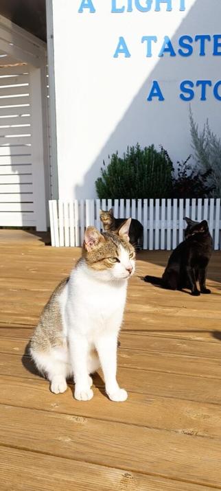 キャットボット