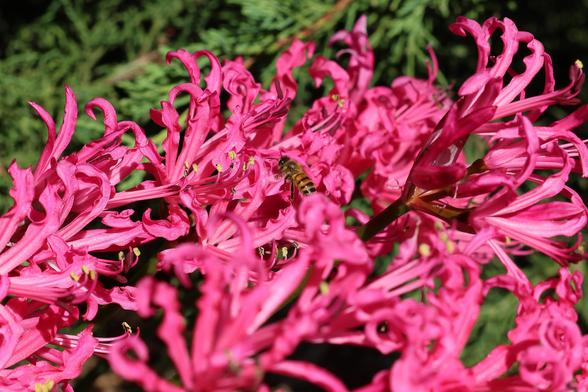 Intensely pink tube shaped flowers with very long pink stamens topped with yellow pollen span the image from left to right. A European Honeybee is at work in one of the blossoms near the middle.