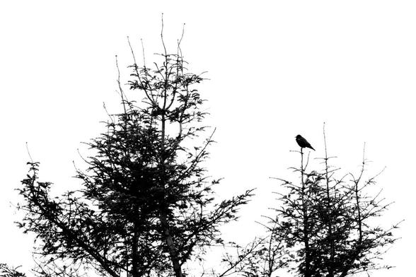 A bird sitting on the top of a tree