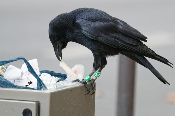 Corneille perchée sur une poubelle de rue qui déborde, en train de tirer avec son bec sur du gras de jambon