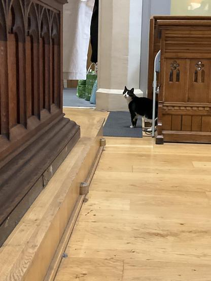 Black and white cat standing by the choir stalls and vestry door