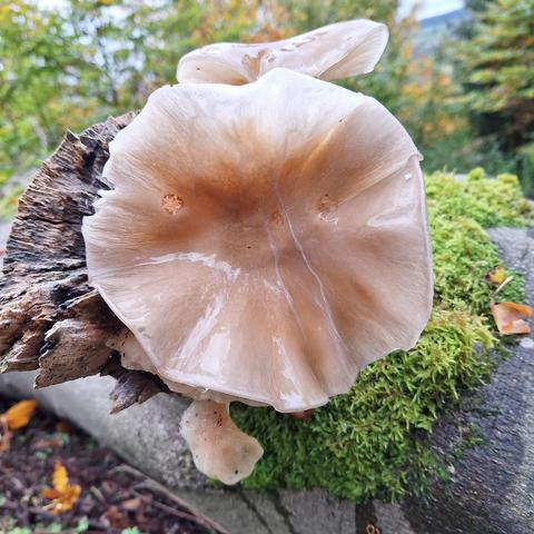 Nahaufnahme des glänzendes, trichterförmigen Hutes eines Trichterlings(?) von oben. Dieser wächst WAAGERECHT aus der Bruchstelle eines am Boden liegenden Buchenstammes. Die Huthaut ist klebrig bis schmierig, cremefarben bis hellbraun. Oberhalb ist der Hut eines weiteren, SENKRECHT stehenden Pilzes zu sehen. NACH UNTEN hängt/wächst ein weiterer kleiner Pilz der selben Gattung. Rechts ist Moos und die glatte Rinde, links die Bruchkante des Buchenstammes zu sehen. Weit im Hintergrund befindet sich unscharf eine Herbstwaldkulisse mit Laub- und Nadelbäumen, links unten Waldboden mit hellbraunen Blättern und dunklen Ästen.