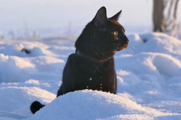 Freies Foto. Eine schwarze Katze mit gelben Augen sitzt im Schnee. Sie schaut zu Seite und sieht nicht besonders glücklich aus. Rechts oben im Bild ist verschwommen ein Baumstamm zu erkennen. Die Sonne scheint, sodass der Schnee an einigen Stellen hell glitzert.