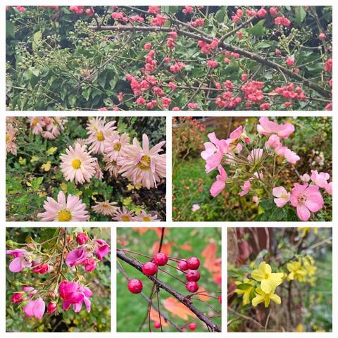 Top: bright pink berries of Euonimus europaeus in front of green leaves and green berries of Hedera helix arborescens.
Middle left: daisy-like flowers of Chrysanthemum 'Kleiner Bernstein' faded to a rather pale apricot.
Middle right: a cluster of pink single flowers of the Moschata rose 'Alden Biesen'. Most of the panicles have turned to lovely red rosehips. 
Bottom left: still bright purplepink petals on a cluster of the rose 'Global Waterer'.
Bottom middle: small red crapp apples of Malus toringo 'Freja'. Most of the dark red leaves in summer have turned bright orange and are gone by now.
Bottom right: bright yellow flowers of Jasminum nudiflorum.