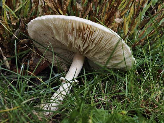 Mushroom closeup found in the garden. Taken with OM-3 while learning about focus stacking.