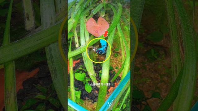 😯 Feeding My Betta fish 🐟! #shorts #ytshorts ##aquarium #bettafish #petcare #pets #animals #feeding