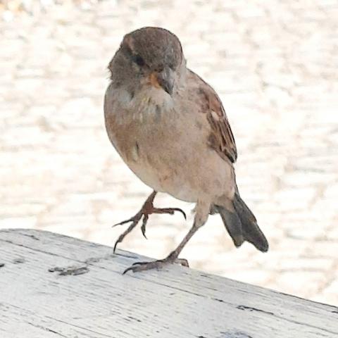 Ein junger, weiblicher Spatz steht auf einem hellen Holztisch und schaut direkt in die Kamera. Ein Bein ist leicht angehoben, sodass es wirkt, als würde er gerade einen Schritt machen. Der Hintergrund ist hell und unscharf. Ende der Bildbeschreibung, es folgen Aufzählungen vom Wort Spatz in verschiedenen Sprachen und Hashtags. 












































passerdomesticus, Passer domesticus, #passerdomesticus Varpunen, Varpusta, Gorriones, Haussperling, #Haussperling 
Haussperlinge, #Haussperlinge, Wróbel, Wróbla, Wroble,  Wróble , Sparrow, Sparrows, Spuggy, Spuggies, Housesparrow,  #Housesparrow , #Housesparrows , House sparrow
Housesparrows, Gebäudebrüter, Spatz,
#Spatz Spatzen, #Spatzen #Passerotto
Moineau domestique, Passerotto, Gorripato  #Moineaudomestique  врабче, Домашно врабче, huismussen, huismus, huismusjes, Pardal, gråspurv, 
AmbassadorOfUrbanNature
#AmbassadorOfUrbanNature
BotschafterDerStadtnatur 
#BotschafterDerStadtnatur
BNatSchG #BNatSchG
VogelDesJahres #VogelDesJahres
Vogel der Woche #weeSparrow 
#Strauchdiebe Strauchdiebe   🪶
#Sparrowglow #glow Flausch 
#StopHedgeClearing #birds 
#SchönesGegenDoofes 
#JederMeterHeckeFehlt 
#BirdOfTheDay 
#BirdOfTheWeek