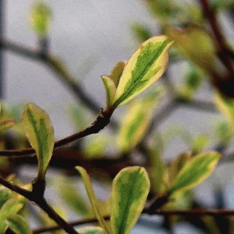 Macro photo of the branches and leaves of a plant. The branches are dark brown, almost black, while the leaves are variegated with medium green centers and light yellow borders.