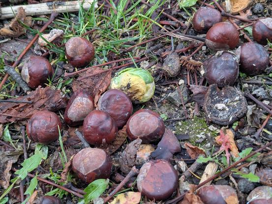 Alte Kastanien am Boden, dazwischen ein grünes Rosenkohl-Röschen