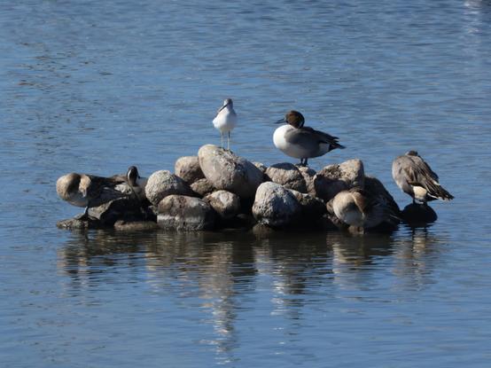 岩に休んでいるたくさんの鳥