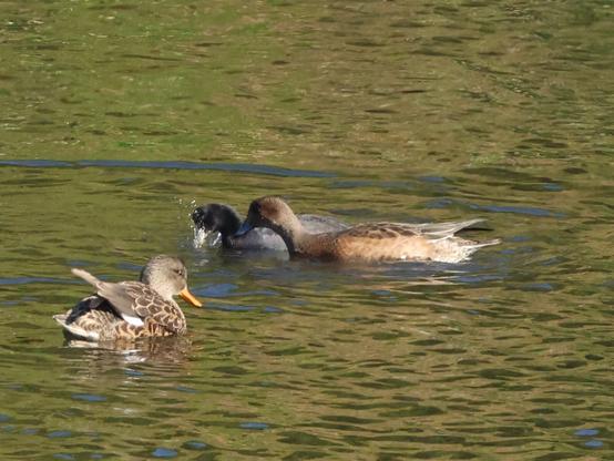 オオバンの食べ物を奪おうとするヒドリガモと近くを泳いでいるオカヨシガモ