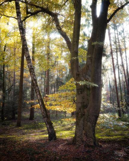 A serene forest scene with tall trees and sunlight filtering through the autumn foliage, casting dappled light on the forest floor covered in fallen leaves.