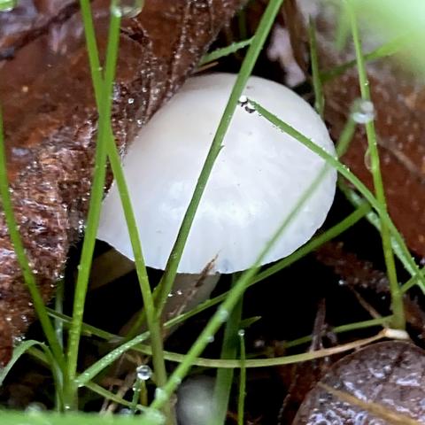 A silky, ivory white round headed fungus in grass. Almost jellyfish like.  It has a translucent quality.