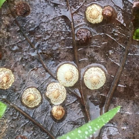 Close up of a dark brown oak leak with a number of circular galls with a circular raised centre ... think circular fried eggs of poppers on clothes. They are a pale yellow/off white, with speckles. You can't see them but each raised centre has a larvae inside.