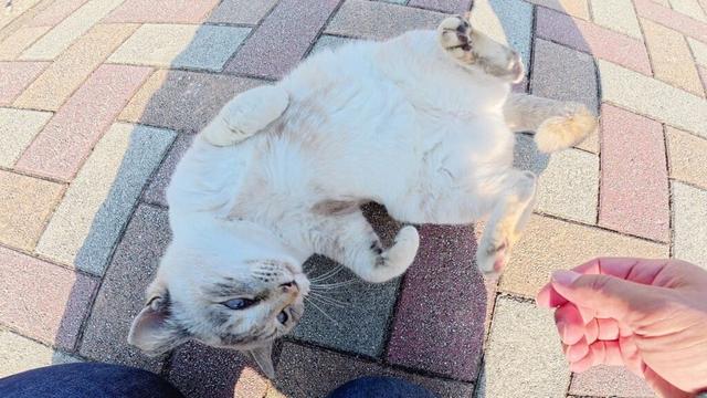 人懐っこいシャム猫が「まだ帰らないで！」と駄々をこねる