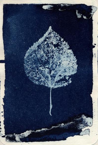 Cyanotypie von einem durchlöcherten Laubblatt. Die Farbe ist blau in Abstufungen bis hin zu schwarz am oberen und unteren Bildrand.
