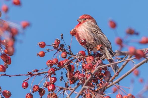 Photograph of a male house finch perched on a cluster of branches covered in overwintered crabapples with a blue sky in the background. The finch is facing left in profile and it has its chest feathers fluffed up to stave on the cold. Male house finches have white and brown mottled feathers with a strawberry-red blush around the head and chest that varies in intensity from male to male, brown backs, brown wings with white edging, dark eyes, a silvery-grey beak, and dark brown legs and feet.
