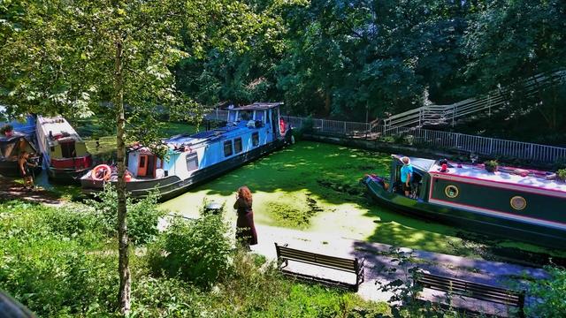 A narrow canal scene on a sunny day, surrounded by dense greenery and trees. Three narrowboats are moored along the grassy bank, but one blue and white narrowboat has drifted sideways, blocking the entire canal. The water is partially covered in green algae. A person stands on the paved towpath, seemingly observing the situation, while another person on the right appears to be attending to a dark green narrowboat. The scene suggests a minor disruption, as the blocked canal prevents other boats from passing through. Benches and railings line the towpath, adding to the setting.
