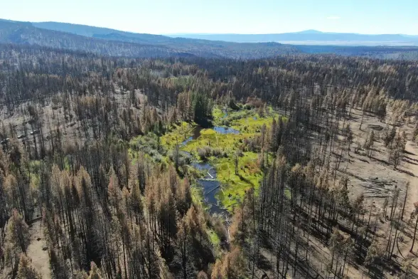 A complex of beaver dams at Dixon Creek, a tributary in the Sprague River watershed in Oregon, keeps riparian habitat lush and green amid a landscape charred by the 2021 Bootleg Fire.

Charles Erdman/Trout Unlimited