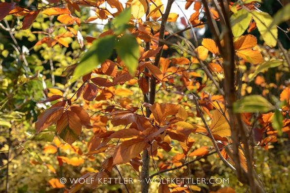 Closely cropped image of autumnal leaves of a beech tree - the leaves are still on the branches and backlit by the sun.