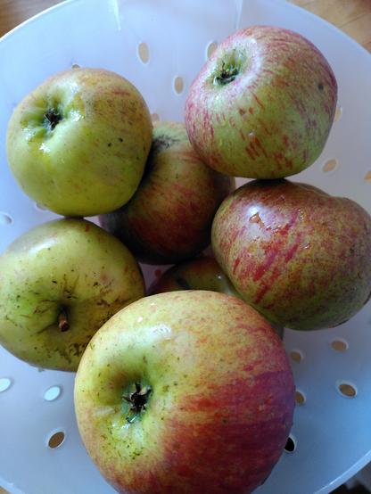 Red and green apples in a white plastic colander