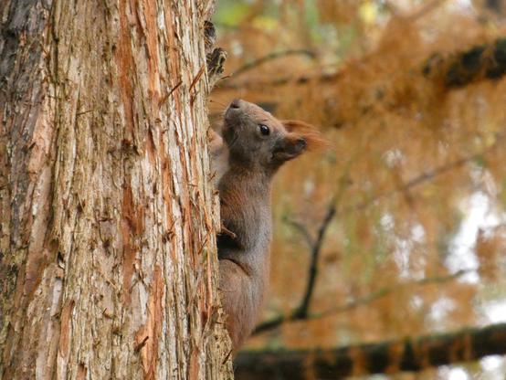 Ein Eichhörnchen hält sich seitlich an einem Stamm fest. Man sieht links den Stamm. Rechts das Hörnchen, dass mit dem Kopf nach oben etwas bedröppelt schaut. Im Hintergrund unscharf, Nadelbäume. Man erkennt gut die Pinselöhrchen.