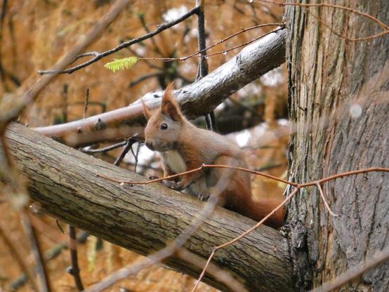 Das gleiche Eichhörnchen. Es sitzt auf einer Baumastgabel. Man sieht die Pfötchen, den weißen Bauch, die Plüschöhrchen. Im Hintergrund: Äste.