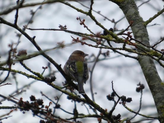 Ein Buchfinkweibchen sitzt auf einem Äst. Grauer Himmel im Hintergrund. Man erkennt die gelben Federn auf dem Rücken des Vogels und den dickeren Finkenschnabel.