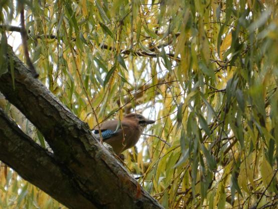 Ein Eichelhäher sitzt in einer gelb-grünen Weide auf einem Ast. Die Blätter um ihn herum sind wie Vorhänge. Der Häher kuckt nach rechts. Man erkennt seinen blauen Flügelspiegel.