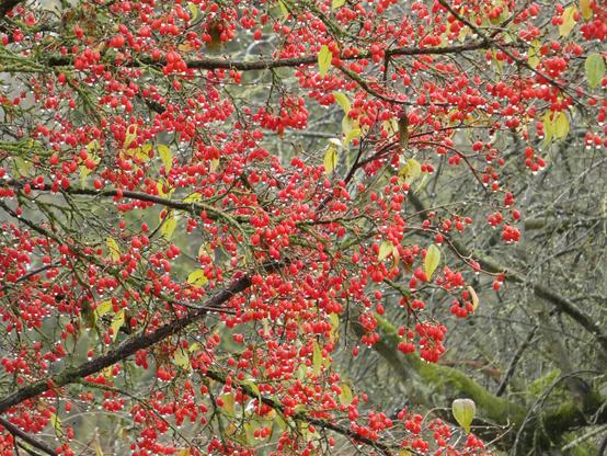 Rote Beeren an einem Baum. Weitwinkel. An den Beeren hängen viele Regentropfen.