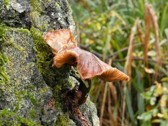 Ein schleimiger Brauner Baumpilz, an einem Baumstumpf. Man erkennt Pflanzen im Achtergrund und Moos an dem Stumpf.