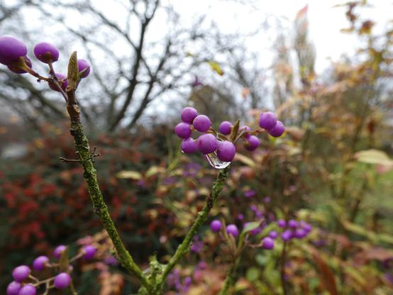 Ein Liebesperlenstrauch. An den lila-pinken Beeren hängt ein Wassertropfen im Upclose. Pflanzen im Hintergrund,.