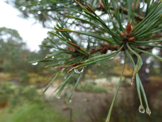 Makroaufnahme von Nadeln eines Baums. Regentropfen daran. Im Hintergrund sieht man Bäume, Gras, Sand und einen Teich. Unscharf.