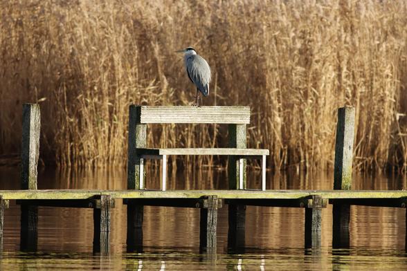 Ein Graureiher steht auf der Lehne einer Holzbank auf einem Holzsteg. In der Novembermorgensonne schimmert das Wasser in einem warmen Braun. Im Hintergrund die welken Halme und Rispen des Schilfs.
