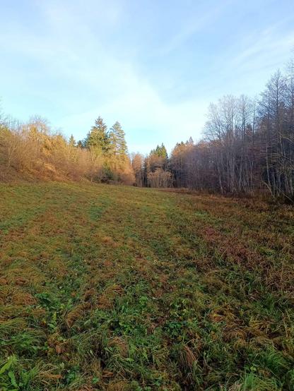 Further down the valley, more sun and trees and grass and a few hoof prints. The sky is blueish with shredded clouds.