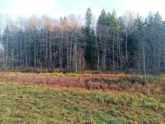 A view towards the river over a boggy area with an animal wallow.