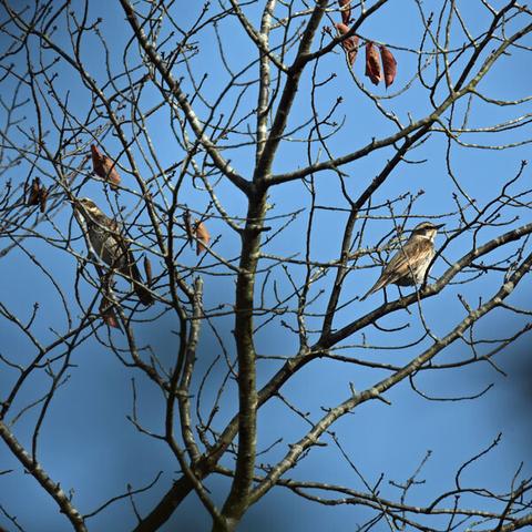 木の枝に止まる2羽のツグミ