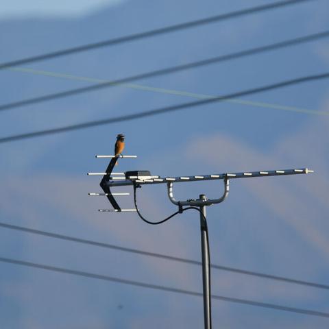 テレビアンテナの先に止まって鳴くジョウビタキ。