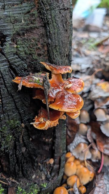 orangebraune Pilze an einem Baumstamm
