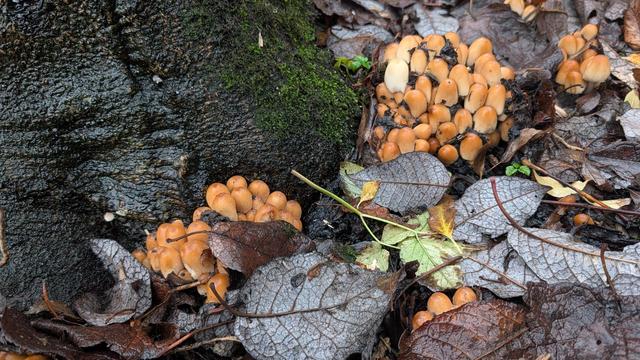 kleiner ovale orange-hellbraune Pilze zwischen Laub an einem Baumstamm